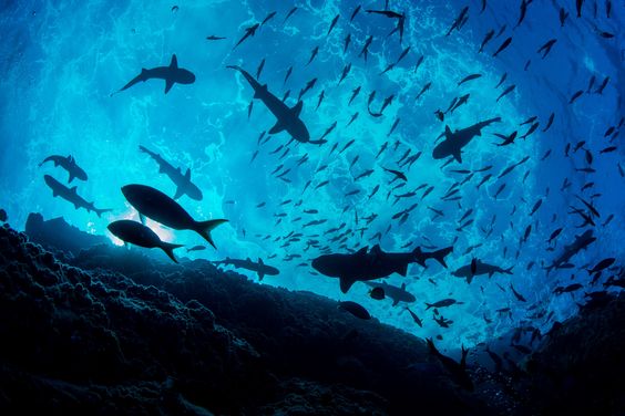 Okyanuslar Hakkında Tamamen Gerçek Olan Birbirinden Ürkütücü 13 Bilgi