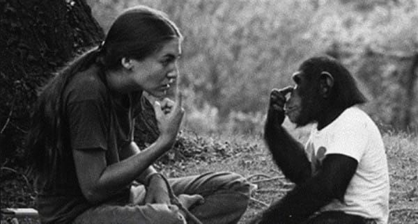 Bu Şempanze İnsan İşaret Dilini Konuşabiliyor!