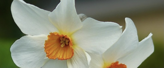 Çiçek Mitleri: Nergis, Sümbül ve Anemon