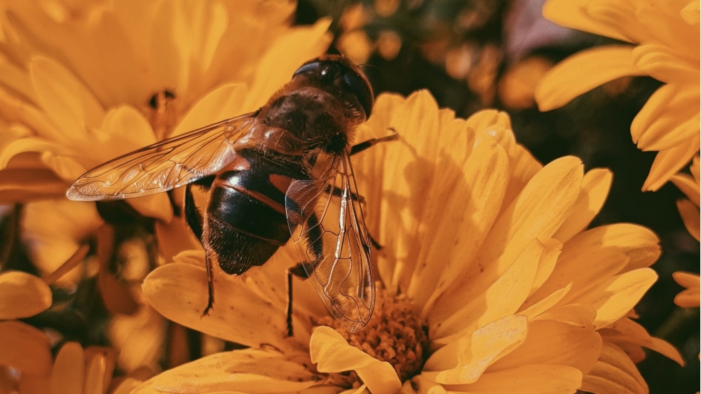 Arıların Yok Olması Gerçekten Dünya'nın Sonunu Getirir mi?