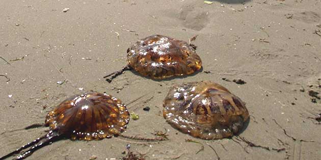 Deniz Ekosisteminde Hedeflenen Gelişme: Denizanası Ürünleri