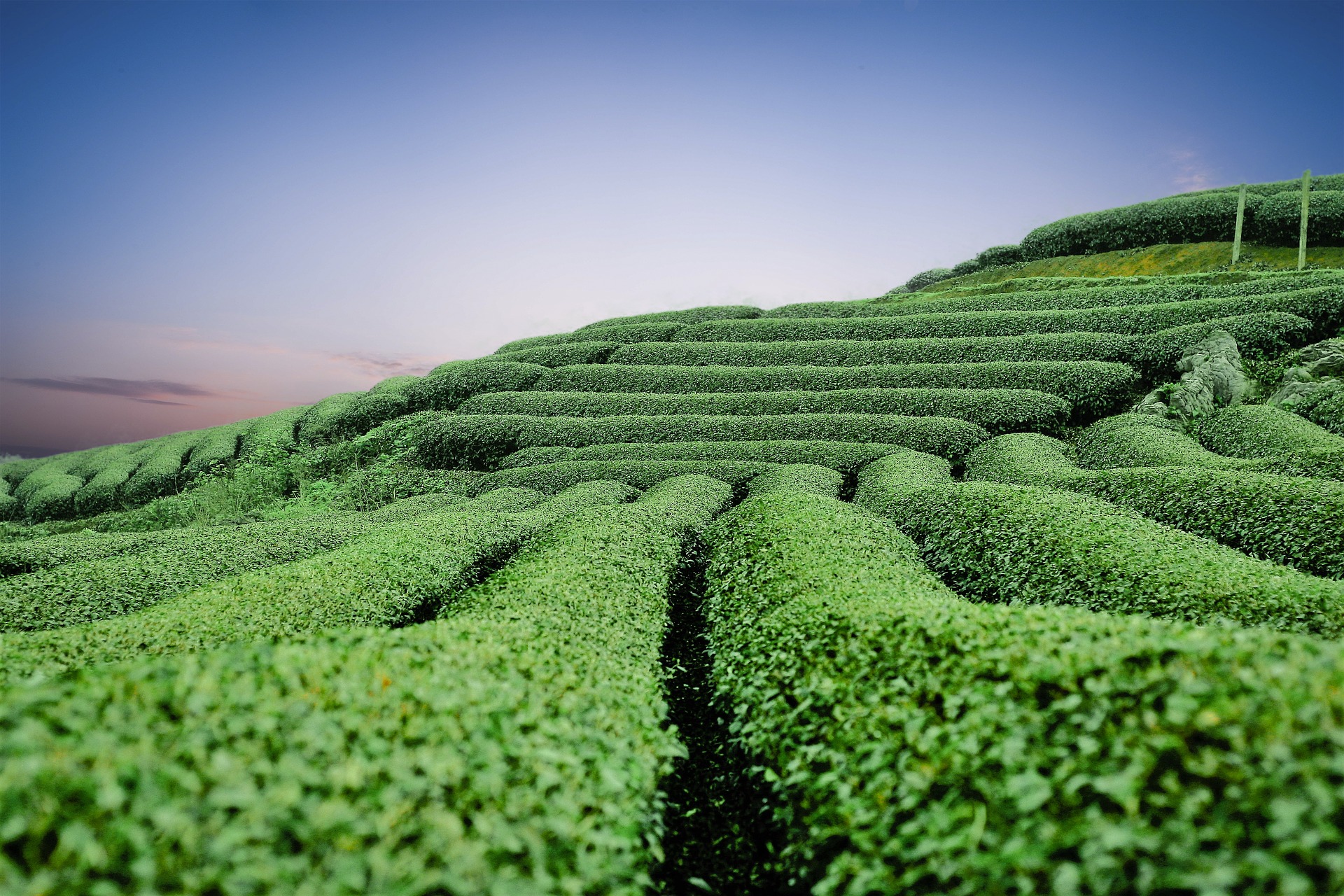 Kulaktan Kulağa: Yeşil Çay Gerçekten Faydalı Mı?