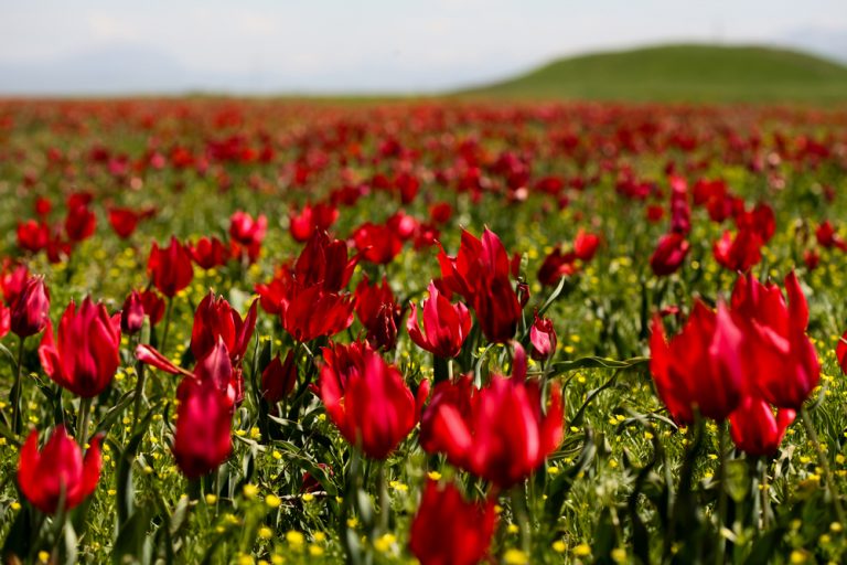Doğanın Türkiye'ye Armağanı: Endemik Bitkiler
