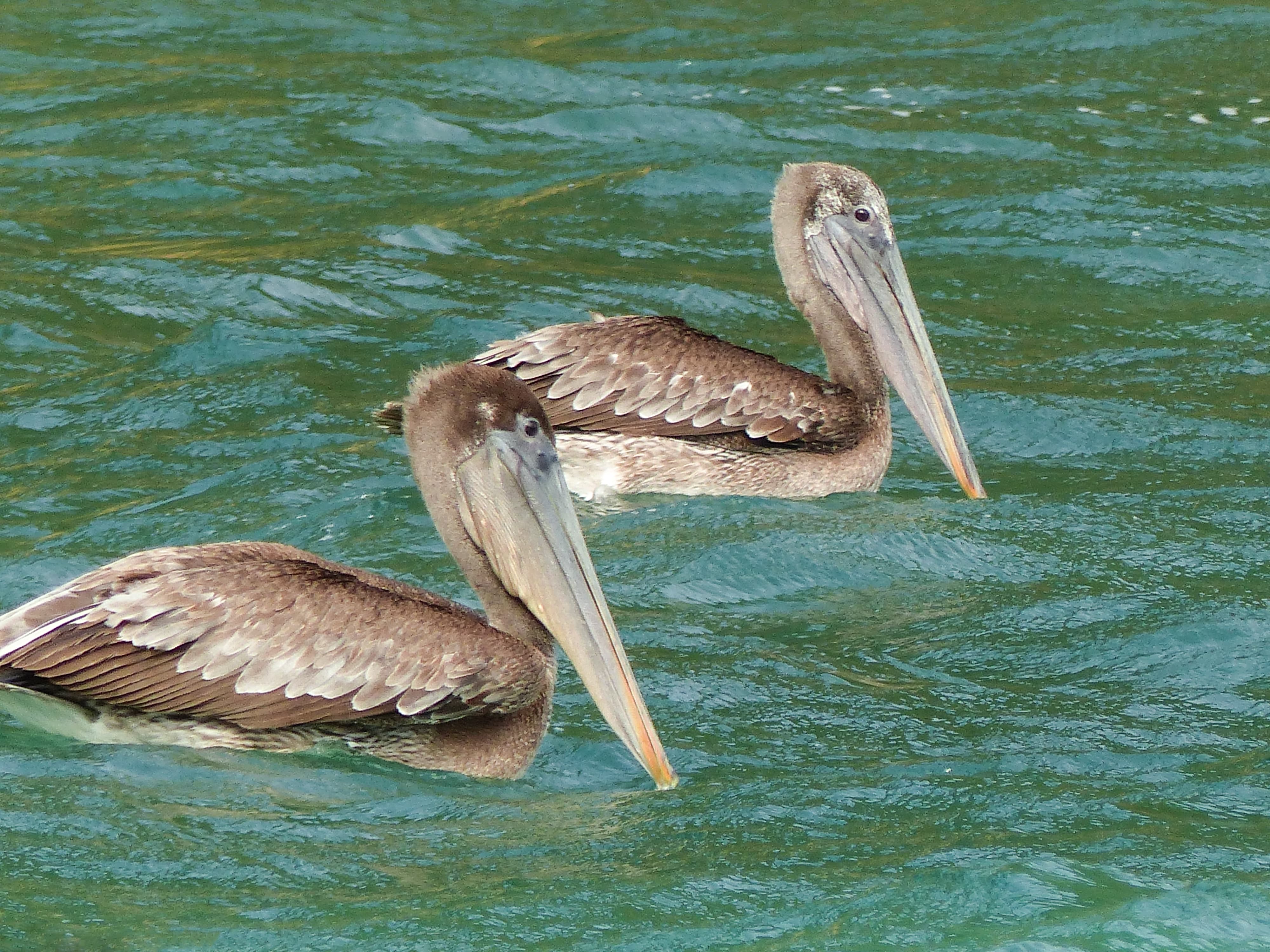 Doğanın Zarafetinin Temsilcileri: Kahverengi Pelikanlar