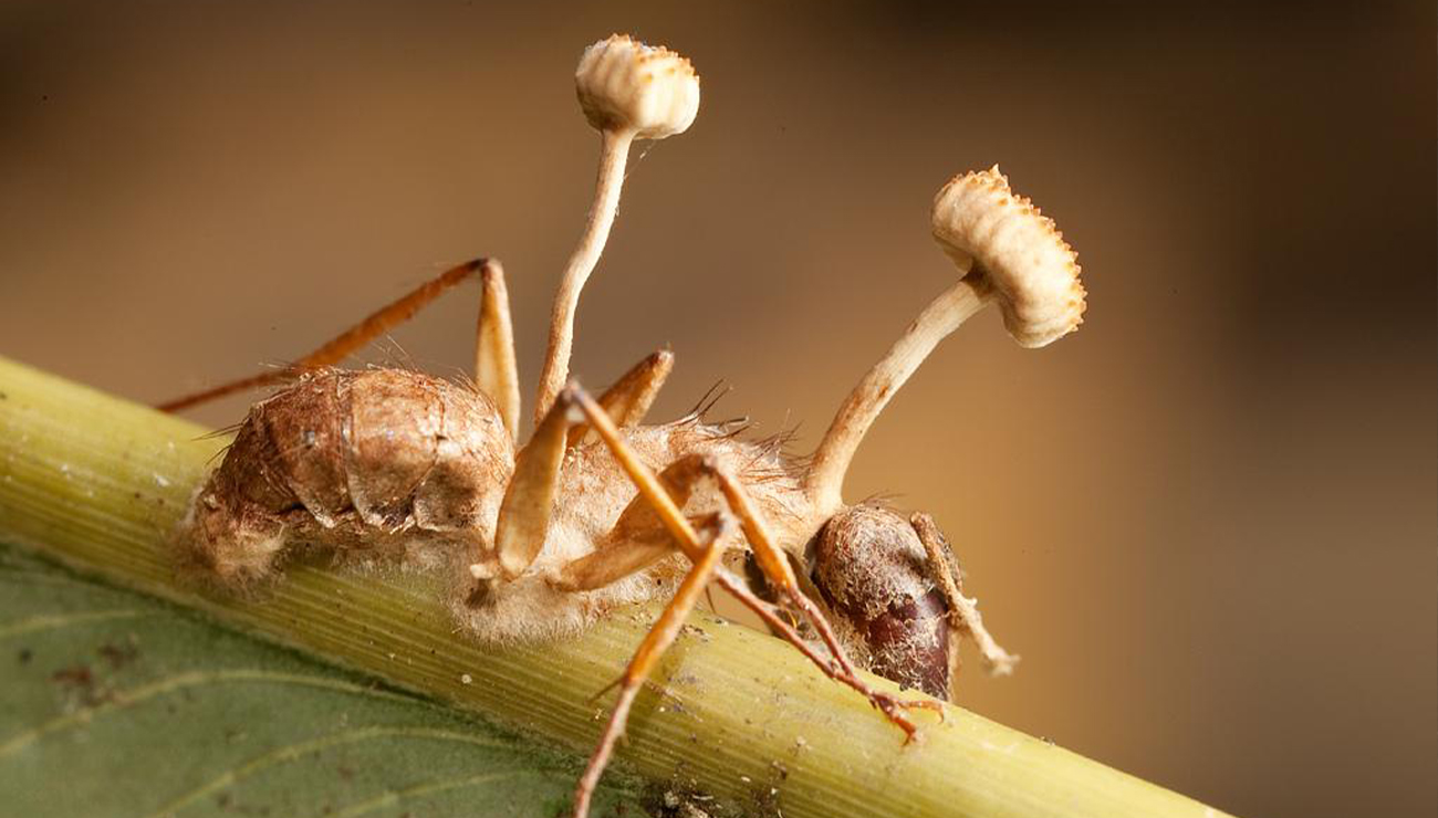 Заболевшие муравьи. Кордицепс однобокий. Кордицепс паразитический гриб. Гриб кордицепс и муравей. Кордицепс муравей зомби.