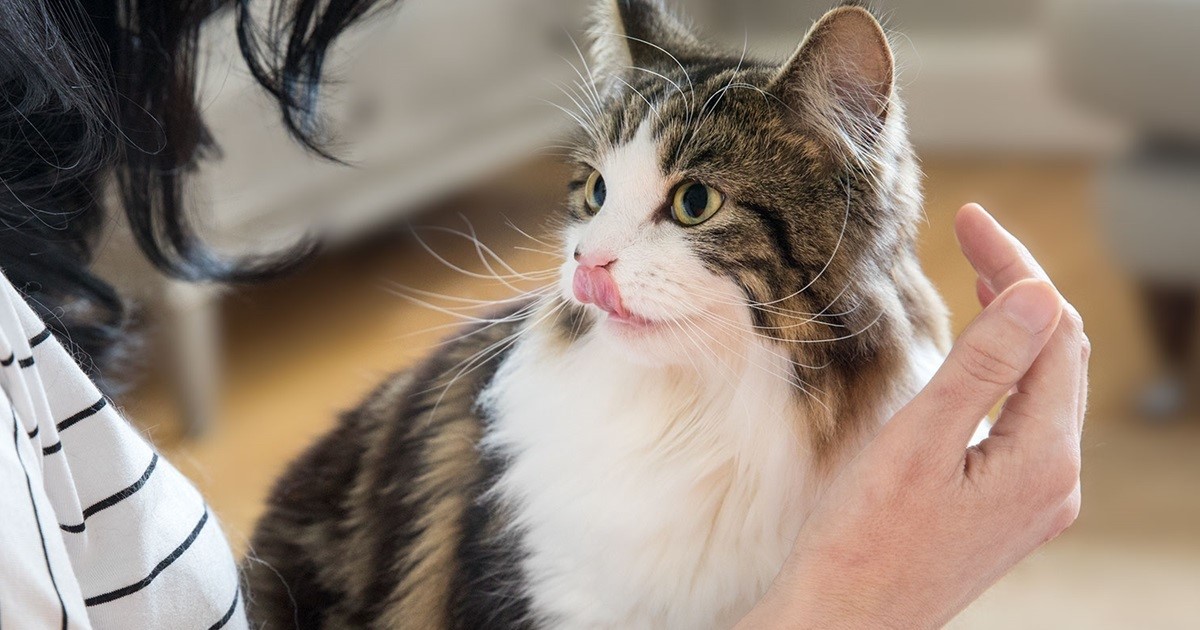 Kedi Sevmek: Bir Hayvan Dostu Olmanın Keyifli Yolculuğu