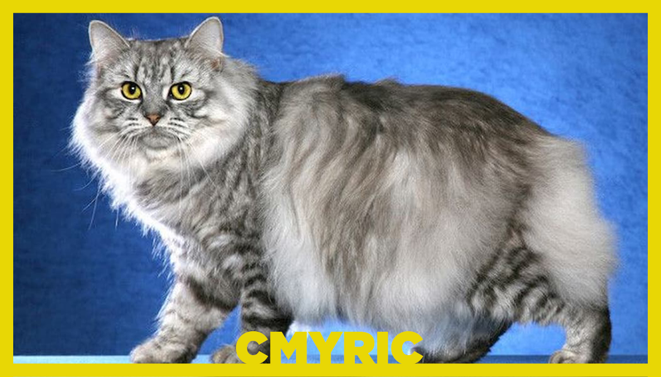 Kuyruksuz Kedi: Cymric