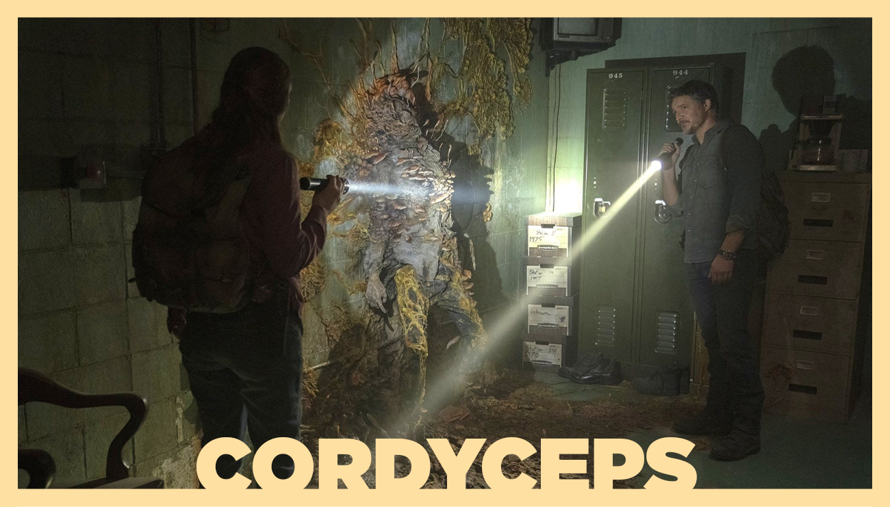 The Last of Us Dizisindeki Zombileştiren Mantar: Cordyceps 