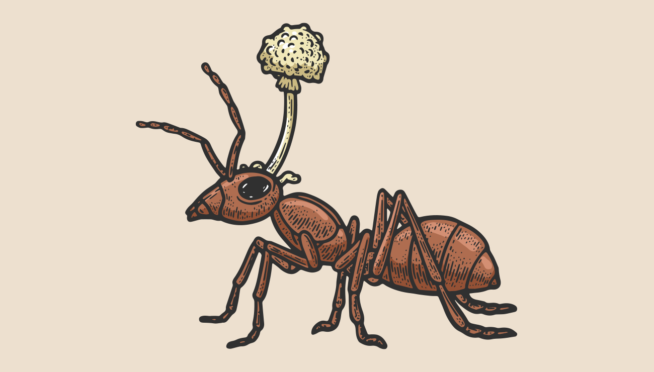 Zombi Karıncalar ve Cordyceps Mantarı