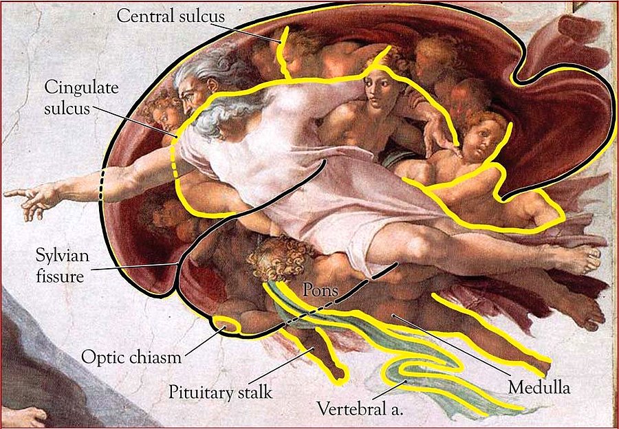 Sistine Şapeli'ne Gizlenen Anatomik Şifreler : Michelangelo Code
